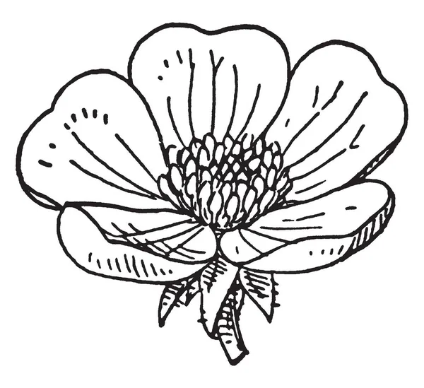 Tüm sarı veya altın çiçeklerle yeşil merkezleri, vintage çizgi çizme veya oyma illüstrasyon Düğünçiçekleri vardır.