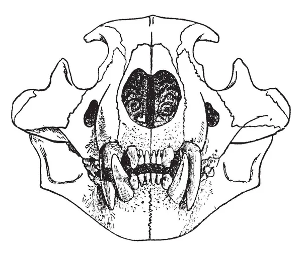 Crâne Lion Dans Lequel Structure Interne Lion Sauf Dans Légers — Image vectorielle