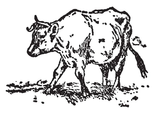 这幅画显示的是一头牛站在地上 复古的线条画或雕刻插图 — 图库矢量图片