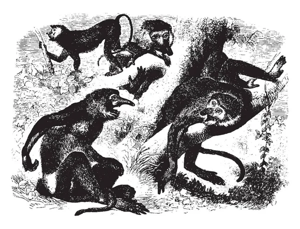 Kahau Ayrıca Uzun Burunlu Maymun Vintage Çizgi Çizme Veya Oyma — Stok Vektör