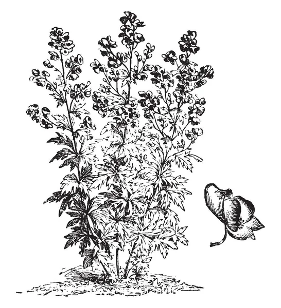 Das Bild Zeigt Ein Aconitum Variegatum Habitus Und Seine Blüte — Stockvektor