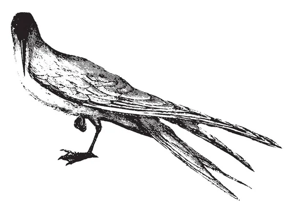 Tern 是显着的 因为他们轻快优雅轻松飞行 复古线画或雕刻插图 — 图库矢量图片