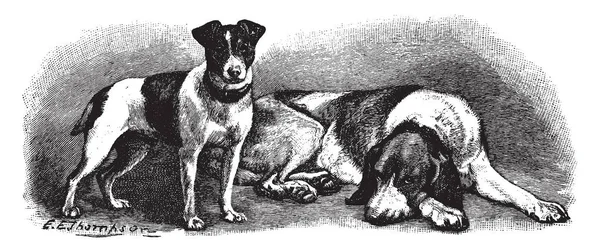 Fox Terrier Fox Hound Est Type Grand Chien Chasse Élevé — Image vectorielle