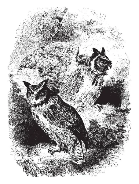 Great American Horned Owls Sentado Suelo Dibujo Línea Vintage Ilustración — Vector de stock