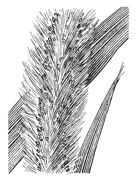图为塞塔利亚工厂 它是许多常见的名称所熟知的草 包括绿色的鱼尾绿刚毛草 野生的牛尾小米 它有时被认为是斜体的亚种 复古线画或雕刻插图 — 图库矢量图片