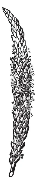 Картина Семенной Головки Завода Подорожника Длинные Много Семян Голове Винтажный — стоковый вектор