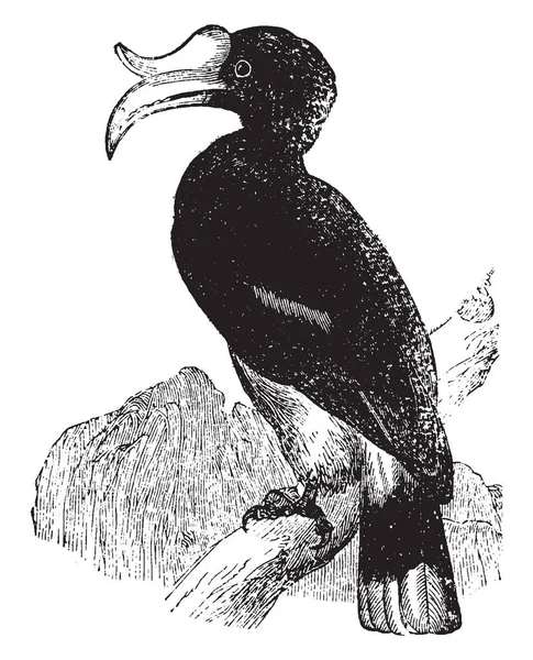 Hornbill는 아열대 아프리카 아시아 멜라네시아 빈티지 그림에서 조류의 — 스톡 벡터