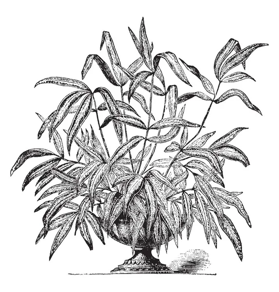 この画像は イノモトソウ Cretica Albolineata を示しています 葉がフラットと長いとがったです 枝も細く 葉が密なヴィンテージの線描画や彫刻イラストです — ストックベクタ