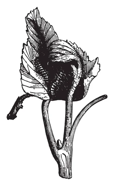 Pluma Uva Espécie Oxyptilus Periscelidactylus Desenho Gravura Linha Vintage Ilustração —  Vetores de Stock