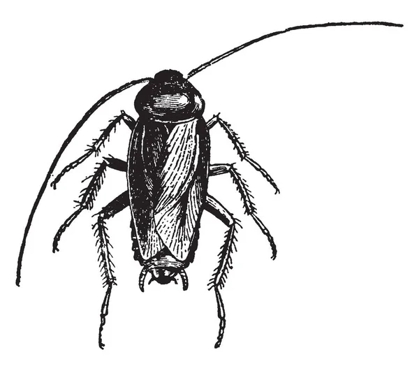 Roach Est Insecte Ordre Des Blattodea Dessin Ligne Vintage Illustration — Image vectorielle