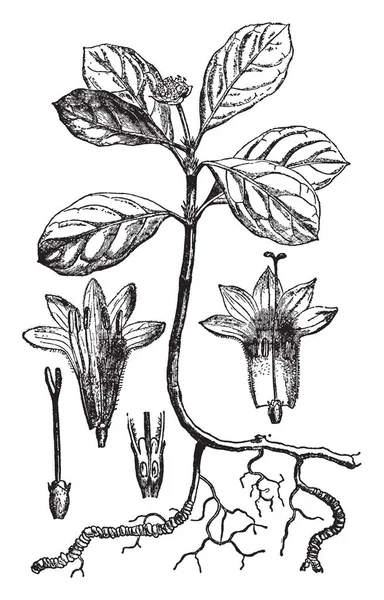 这种植物自古以来就被用来治疗中毒 引起恶心和呕吐 这个名字也指的是药物本身 复古线画或雕刻插图 — 图库矢量图片