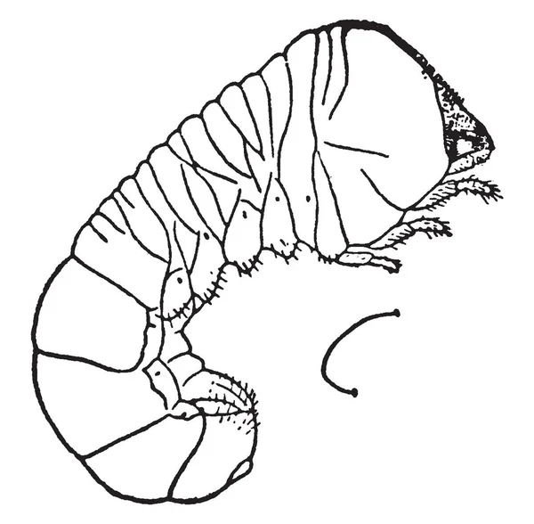 Apfelzweigbohrer Ist Ein Kleiner Brauner Zylindrischer Käfer Vintage Strichzeichnung Oder — Stockvektor