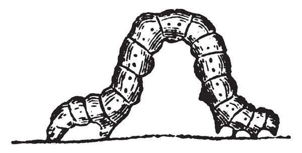 扳手毛毛虫是一种昆虫 是圆柱形的 由圆环分为13个部分 复古线画或雕刻插图 — 图库矢量图片