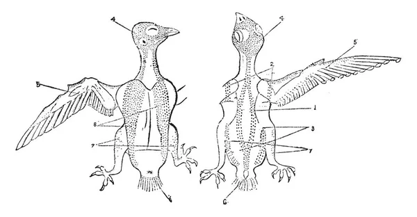 Esta Ilustración Representa Pterilosis Cypselus Apus Dibujo Línea Vintage Ilustración — Vector de stock