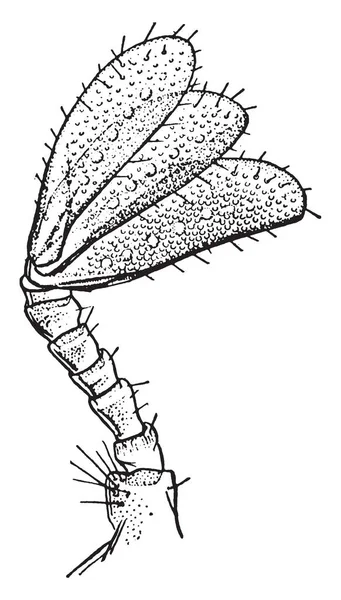 Anteny Liść Jedzenie Beetle Vintage Rysowania Linii Lub Grawerowanie Ilustracja — Wektor stockowy