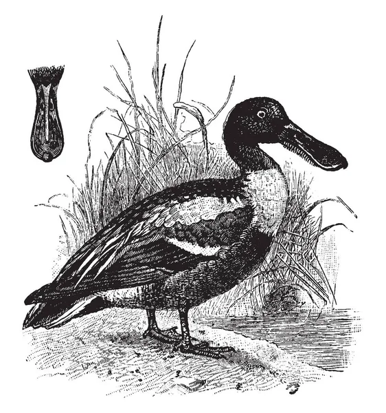 北铲是阿纳蒂代水鸟家族中常见的鸭子 复古线条绘制或雕刻插图 — 图库矢量图片