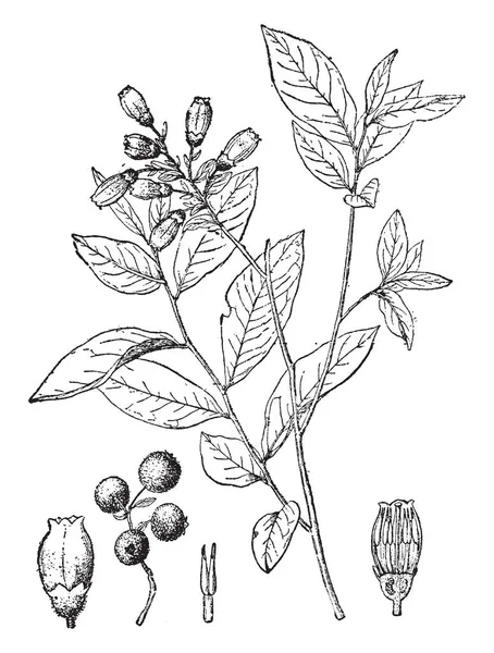この写真は ビンテージの線描画や彫刻イラストのような果実のようなそれはツツジ科の家族の一員である低木クマ スノキ属 Hirsutum を見せています — ストックベクタ
