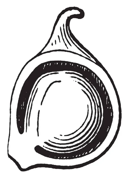 Dieses Bild Zeigt Anemone Akene Handelt Sich Einen Einzelfall Zeigt — Stockvektor