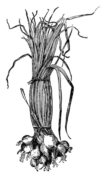 Цибуля Маленького Розміру Цибулю Прикріплюють Листя Листя Довге Тонке Купа — стоковий вектор