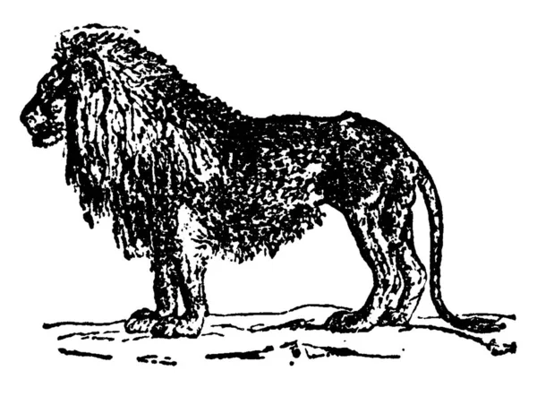 Lion Vintage Engraved Illustration Natural History Animals 1880 — Stock Vector