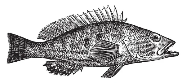 ブレーカーはハタ科家族 ビンテージの線描画や彫刻イラストの小さな魚です — ストックベクタ