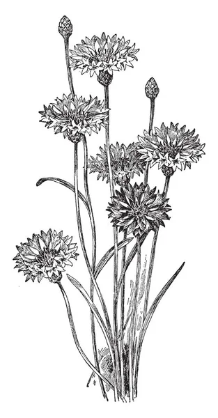 Centaurea Cyanus mavi şişe ve peygamber çiçeği bilinir. Çizim veya oyma illüstrasyon mavi, mor, pembe veya beyaz, vintage çizgi çiçekler.