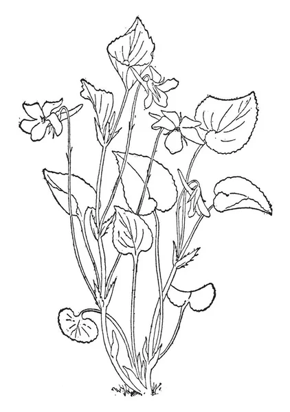 비올라 Rostrata 공장을 보이고 식물은 이것은에서 Violaceae 꽃잎은 빈티지 드로잉 — 스톡 벡터