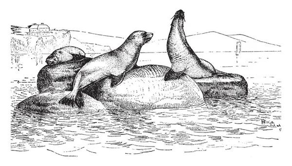 北美洲西部的加利福尼亚海狮 复古线图画或雕刻例证 — 图库矢量图片