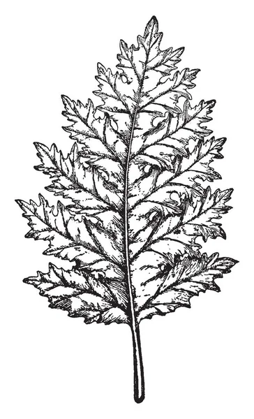 Acanthus Mollis Est Fortement Sinueux Feuille Est Courbée Sur Côté — Image vectorielle