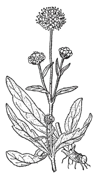 Primrose Succisa Una Planta Con Flores Primrose Scabious Una Planta — Archivo Imágenes Vectoriales
