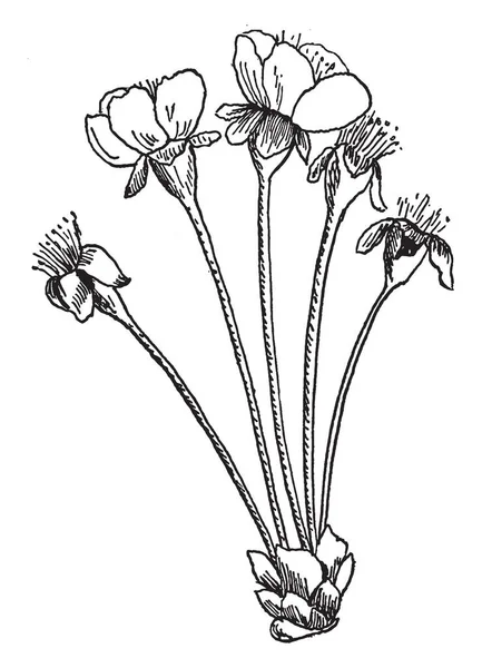 伞形花序是一种花序 其中有一个小的花杆 五朵花生长在一个点 复古线画或雕刻插图 — 图库矢量图片