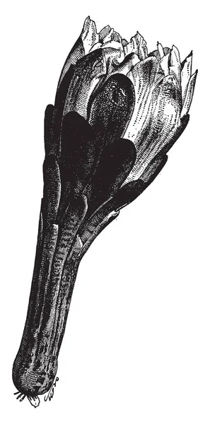 Cereus Peruvianus Označován Jako Živý Plot Kaktus Pěstován Jako Okrasná — Stockový vektor