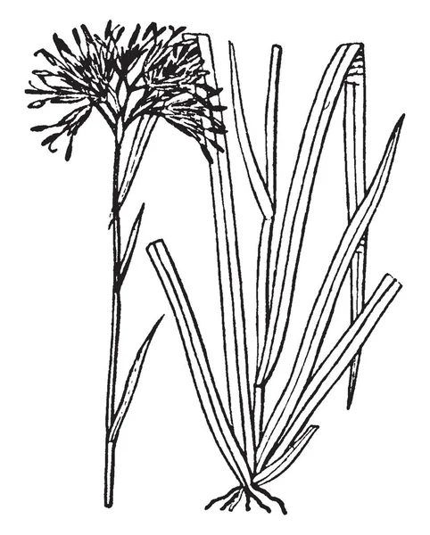 それは 丈夫で小さい植物 つ大きなの基部の葉の植物は 葉や花の形 ビンテージの線描画や彫刻イラスト内の変数 — ストックベクタ