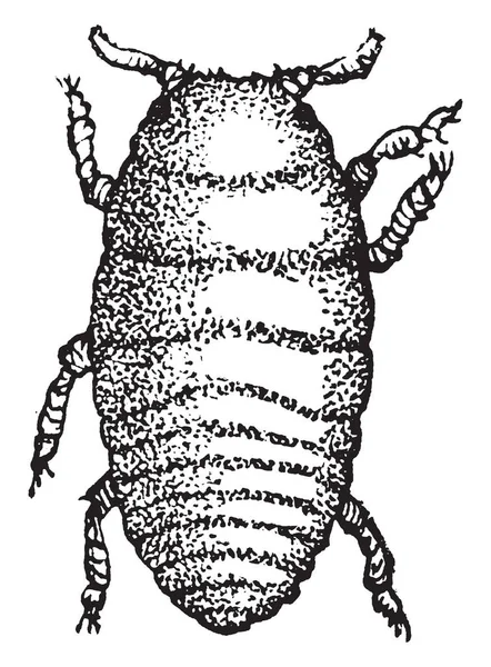 Grape Gall Louse Larva Est Les Petites Figures Montrant Des — Image vectorielle