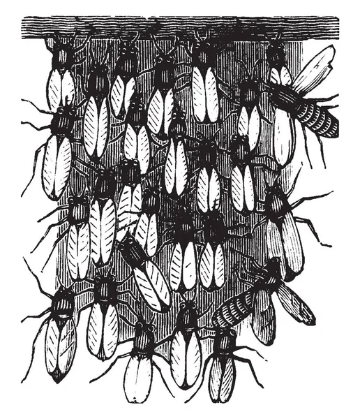 Abejas Secreting Wax Parecería Que Continúa Mejor Cuando Las Abejas — Archivo Imágenes Vectoriales