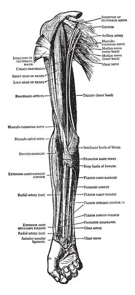 Tento Obrázek Představuje Svaly Přední Části Paže Předloktí Vintage Kreslení — Stockový vektor