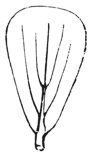 倒卵形の葉は卵形 ヴィンテージの線描画やイラストを彫刻で狭くなっている端 — ストックベクタ