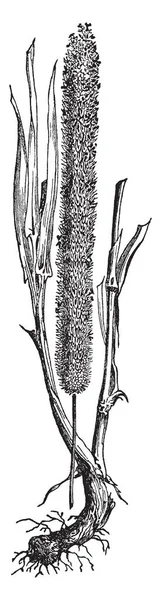 種子のこの画像の表示 家畜餌で使用している それは 非常に長く まっすぐで ブランチ ビンテージの線描画や彫刻イラストに生まれ — ストックベクタ