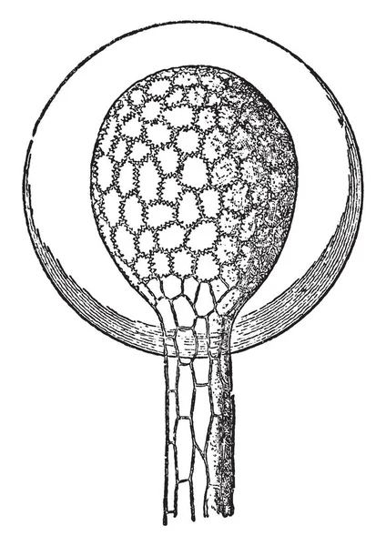 Une Image Montre Sundew Plant Leaf Appartient Droseraceae Qui Attire — Image vectorielle