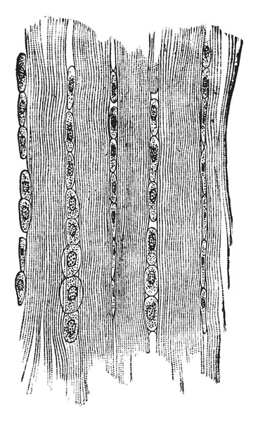 線維組織 ビンテージの線描画や彫刻イラストの形で会談します — ストックベクタ