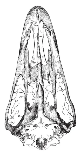 Burada kemikleşmiş nazal septum kafatası, vintage çizgi çizme veya oyma illüstrasyon ekseni devam eden bir devekuşu kafatası yapısı.