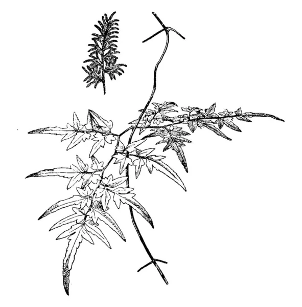 这是日本海金沙 它的叶子是花边和细分裂 排列在藤蔓的对面 葡萄藤是绿色到橙色到黑色和结实 通常为害树 复古线条画或雕刻插图 — 图库矢量图片