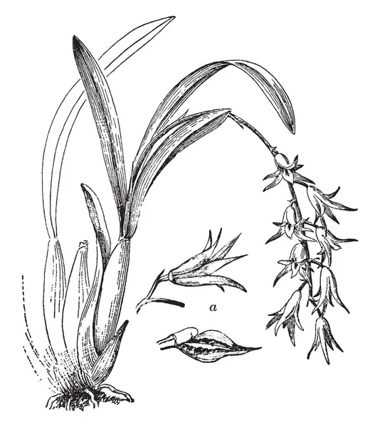 Questa Immagine Mostrato Bocciolo Fiore Petali Sepali Dei Fiori Sono — Vettoriale Stock