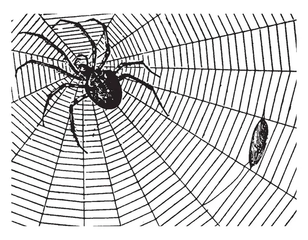 Trädgård Spindel Arter Argiope Aurantia Och Återfinns Många Kontinenter Hela — Stock vektor