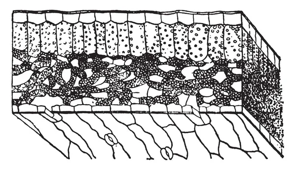 Поперечное Сечение Листа Внутри Эпидермиса Цитоплазмы Охранных Клеток Водохранилищ Палисада — стоковый вектор