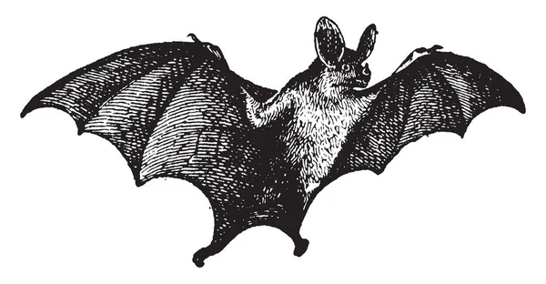 吸血鬼蝙蝠有非常锋利的门牙 可以让它们刺穿猎物的入口 它们的后牙也比大多数蝙蝠物种更短 更沉闷 翅膀很长 复古线画或雕刻插图 — 图库矢量图片