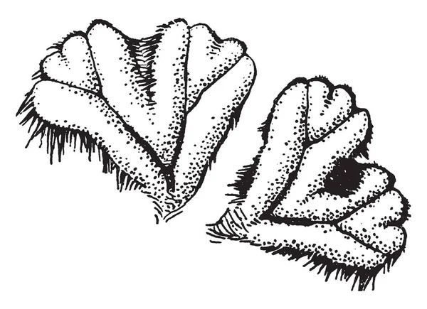 Этой Картинке Показаны Различные Части Грубого Тела Растения Плавающие Поверхности — стоковый вектор