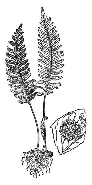 Jest Obraz Wspólne Polypody Mała Paproć Wiecznie Zielone Które Znajdują — Wektor stockowy