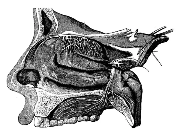 Sección Longitudinal Través Una Fosa Nasal Ilustración Grabada Vintage Vie — Archivo Imágenes Vectoriales