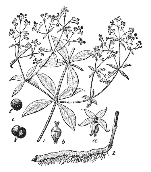 一幅画 展示了一茜草植物 这是茜草科家族的这些花是小黄的 树枝很薄 它是药草 复古线条画或雕刻插图 — 图库矢量图片